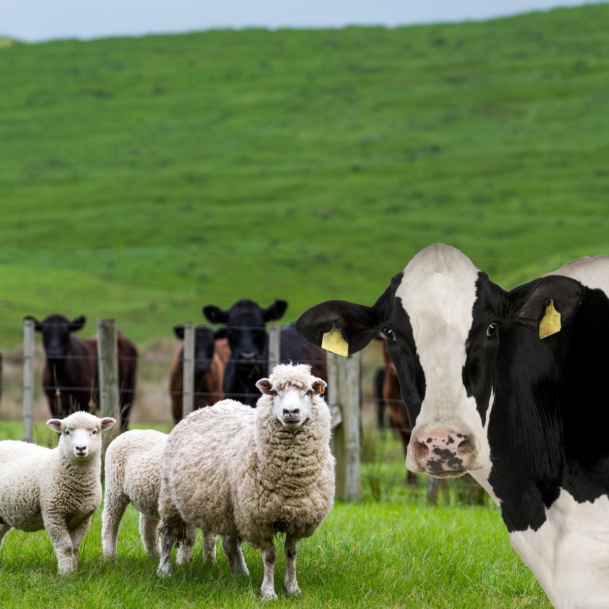 Dairy Cattle, Beef Cattle, Sheep