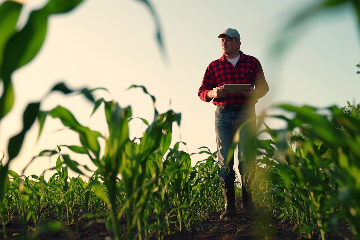 farmer-walking-in-corn-crop