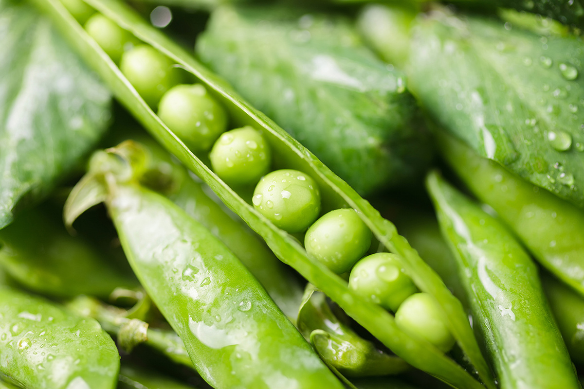 Pods of green peas with leaves and water droplets